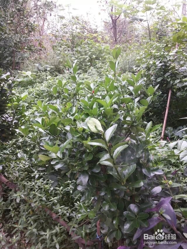 怎么把万年青修剪成圆形？