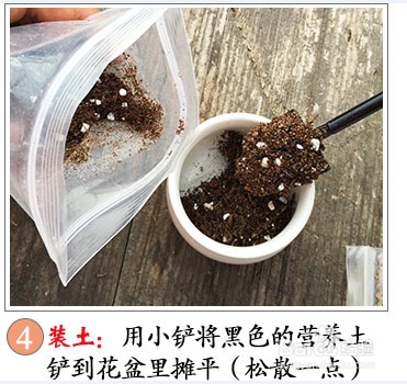 多肉的种植方法