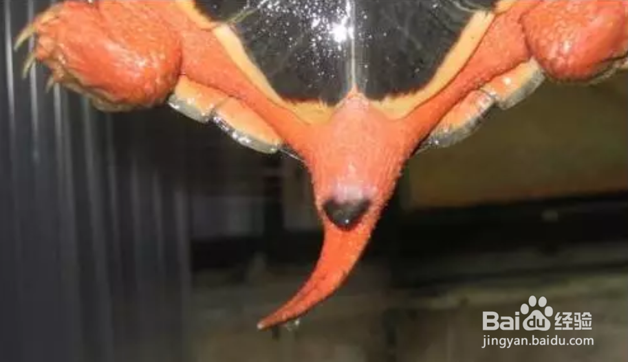 金钱龟怎么分公母