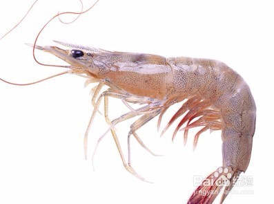 怎样做白灼虾？