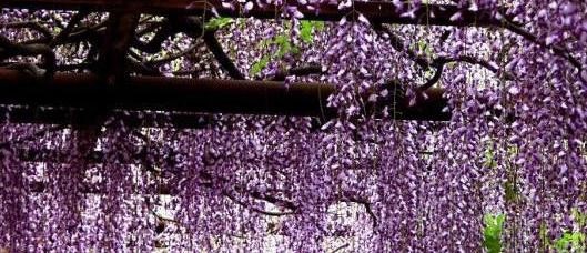 紫藤花修剪方法