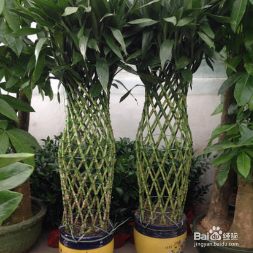 如何养殖富贵竹笼?