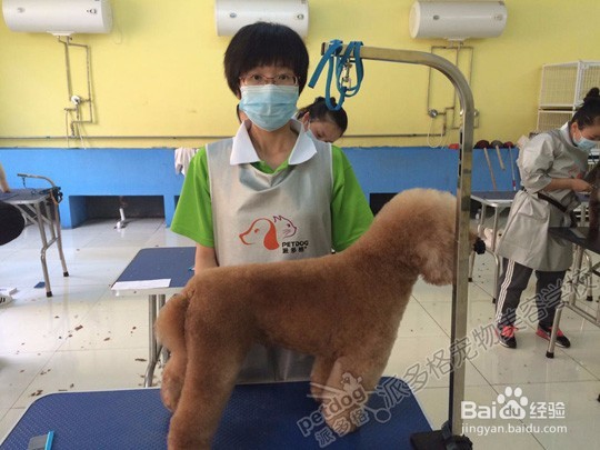 狗狗怀孕期间怎么照顾