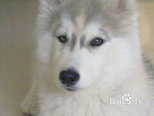 爱犬美容护理常识
