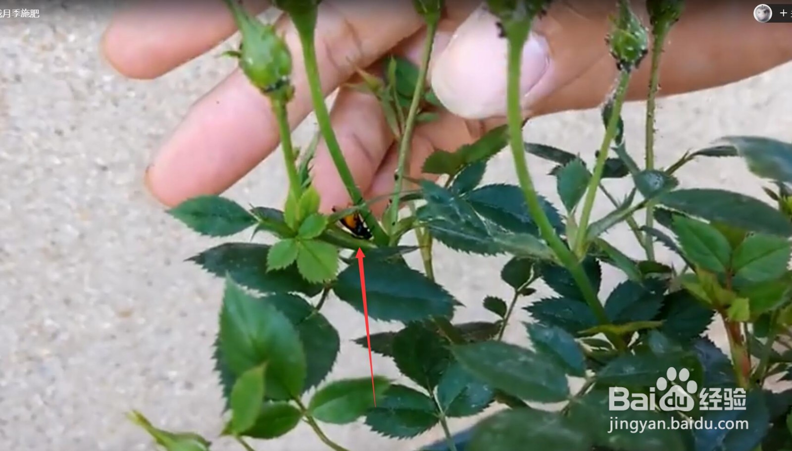 怎样让盆栽月季又肥又壮