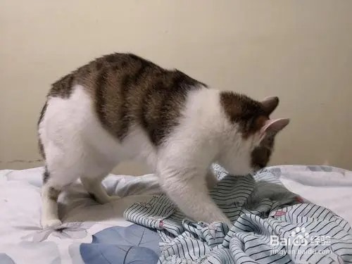 猫咪踩奶你要怎么做