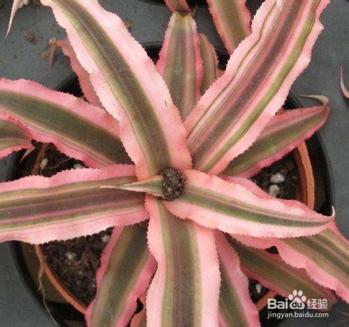 姬凤梨养殖方法及注意事项