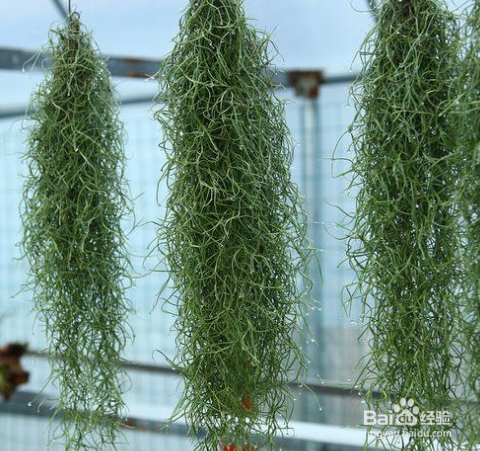 老人须的养殖方法和注意事项