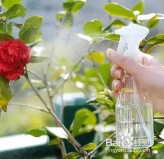 怎样让鲜花水养更久