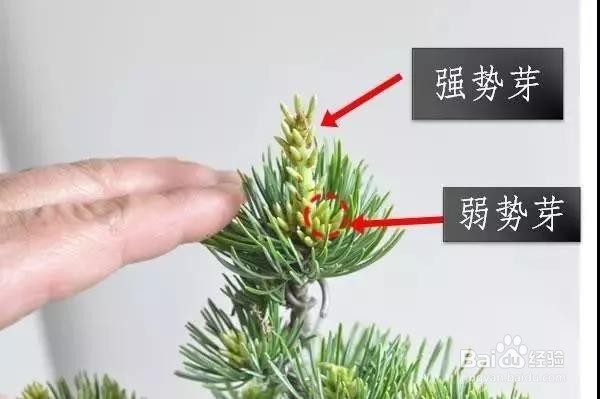 五针松春天摘芽的方法