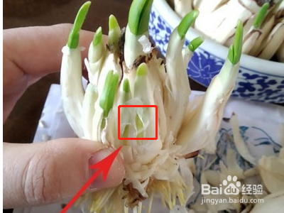 雕刻水仙花包方法图解