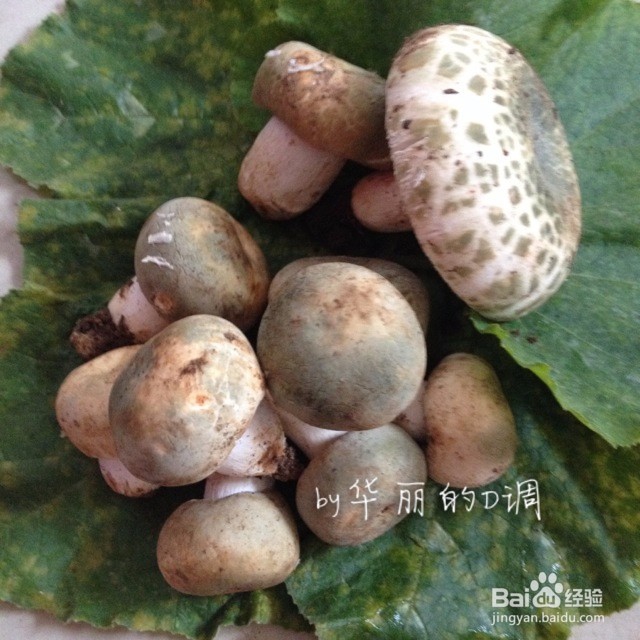 青头菌包肉做法