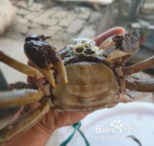 如何判断大闸蟹假死