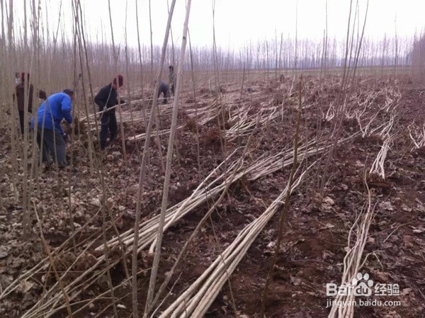如何选购杨树苗，速生杨树苗怎么种技巧
