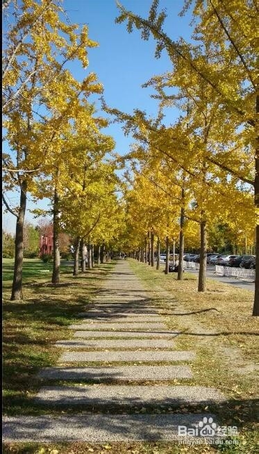 用手机怎样拍出好看的银杏树照片