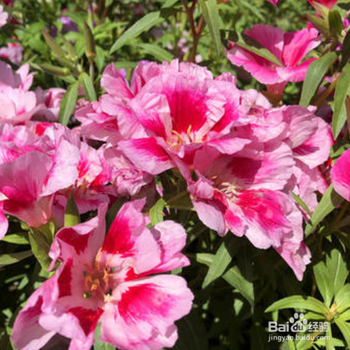 在家中该如何养殖送春花?