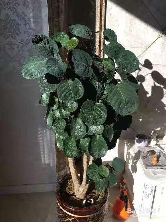 客厅最爱养的大型花，大气上档次，净空气聚财气