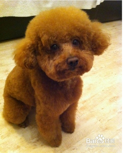 泰迪感冒症状与治疗