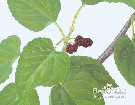 桑叶的功效与作用及食用方法 百度经验