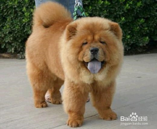 狗狗,我的世界不能没有你