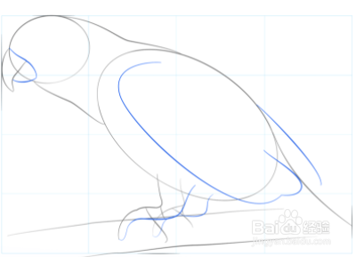 如何画非洲灰鹦鹉