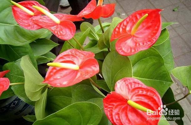怎么养殖开花的红掌