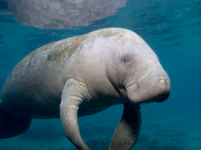 海牛和儒艮这两种动物有什么区别