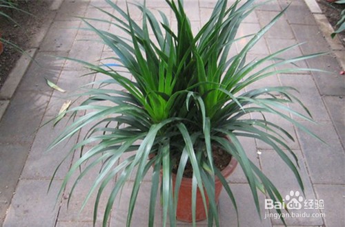 室内最好养的大型植物有哪些?