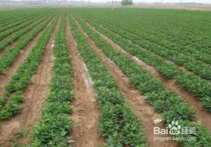 怎样种花生可以高产