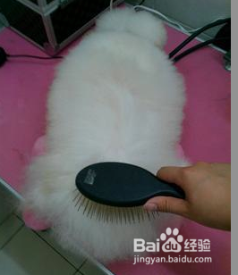 怎么给小泰迪洗澡