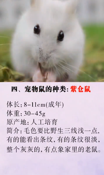 怎么辨别宠物鼠的种类