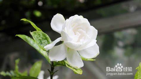 栀子花怎样换盆换土