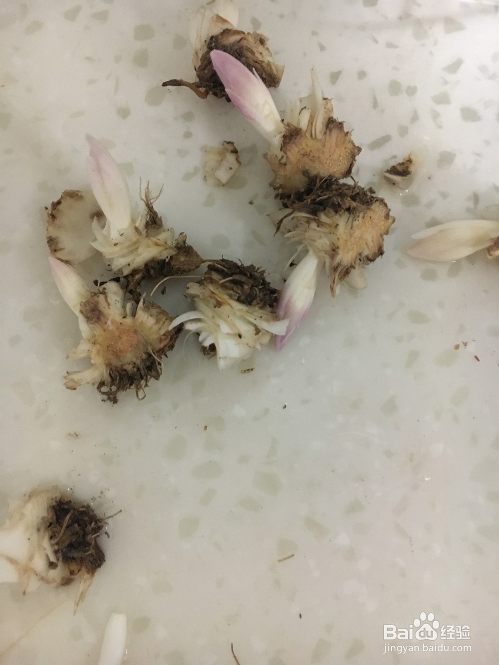 如何在家里种植百合