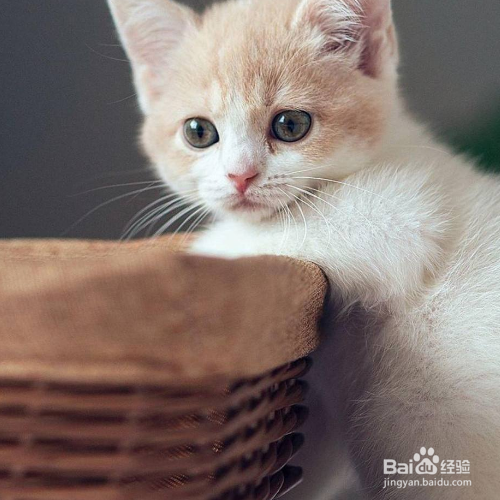 猫咪为什么呕吐没消化的猫粮？