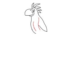 简笔画---怎么画鹦鹉