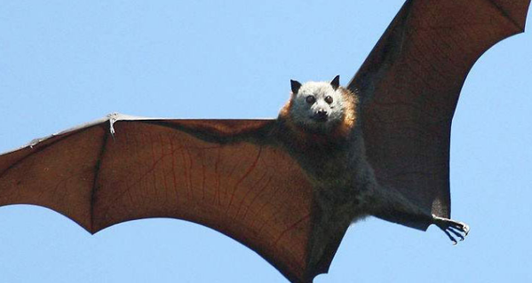 蝙蝠是兽类还是鸟类兽