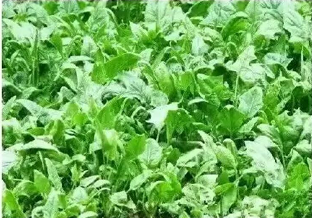 怎么吃都吃不胖的食物有哪些