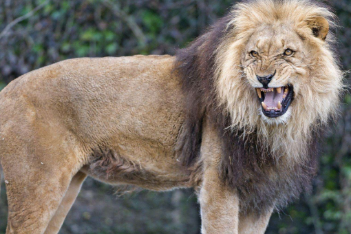 雄狮烟是哪产的