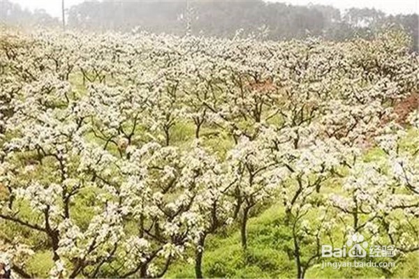 重庆赏花地图最全攻略必收藏-莫辜负这大好春光