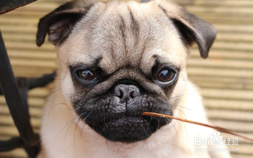 柴犬的习性特征介绍