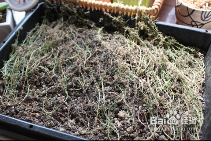 三伏天，损失惨重