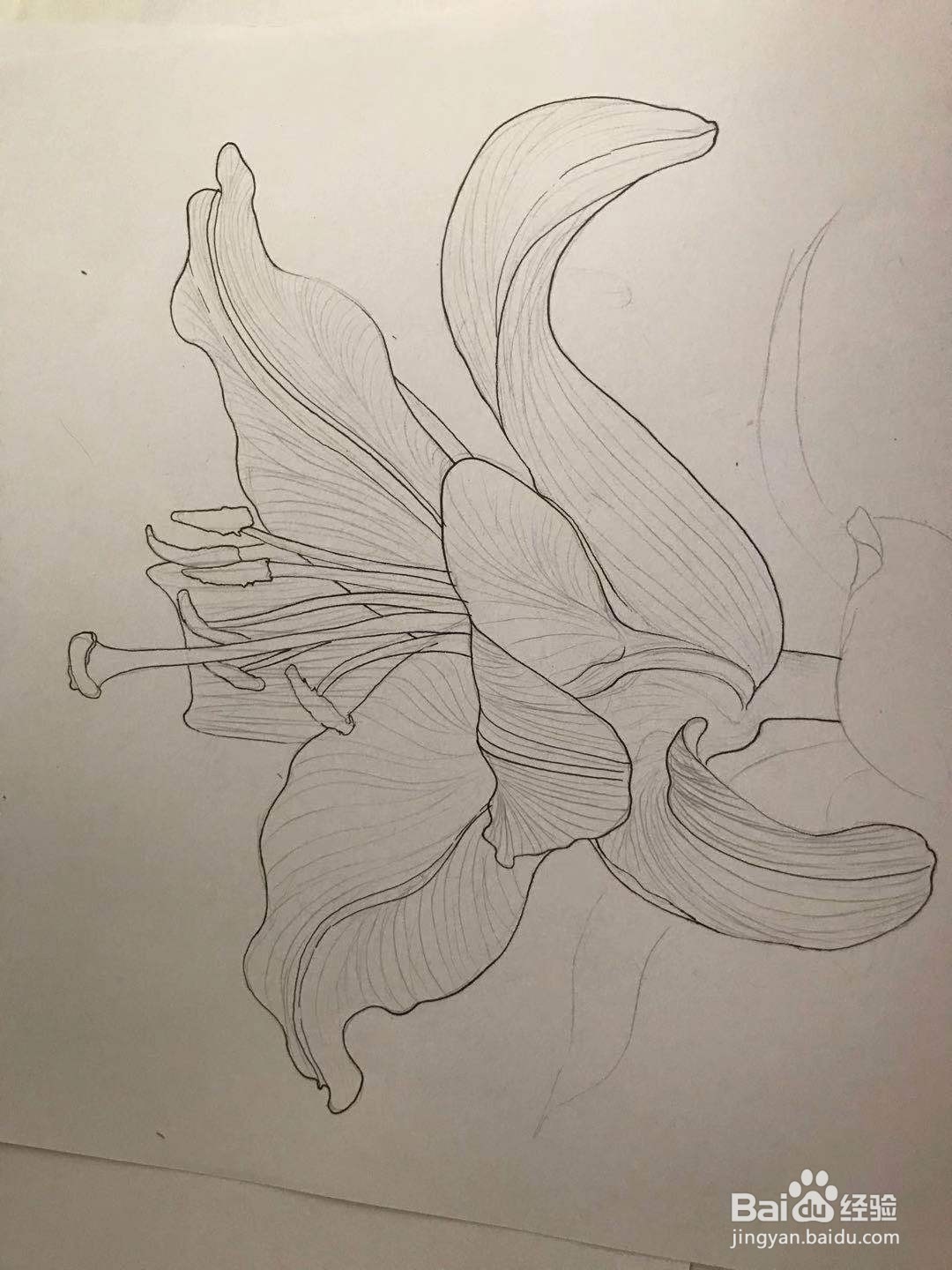 百合花黑白线描画