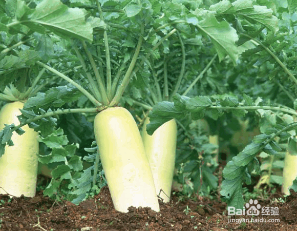 白萝卜的种植要点