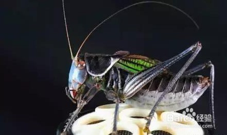 养蝈蝈的七大禁忌