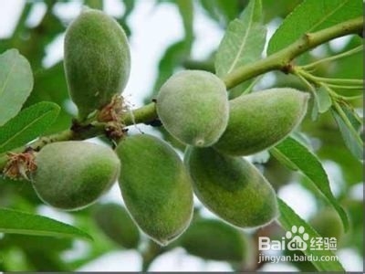 如何挑选巴旦木