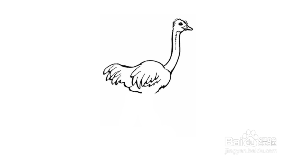 鸵鸟简笔画如何画