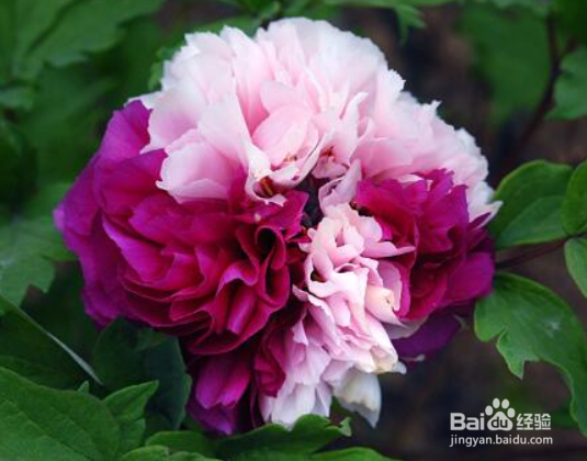 牡丹修剪的方法和时间，牡丹开过花后怎么处理？