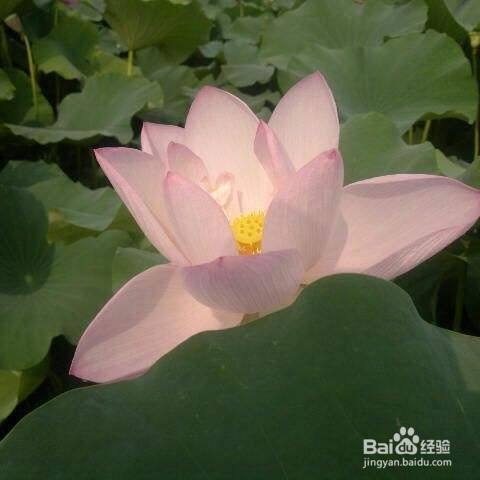 适合中老年微信头像 百度经验