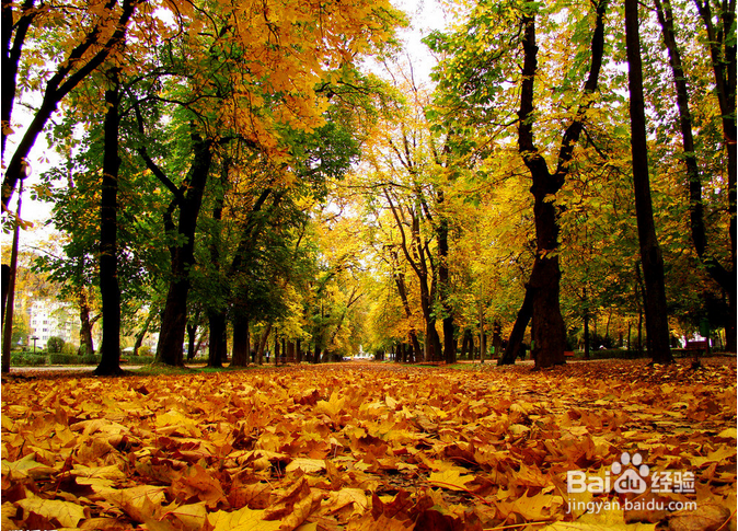 美国​皮玛社区学院申请情况