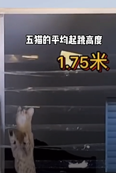 小猫咪的秘密